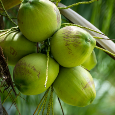 fresh agriculture products (7)