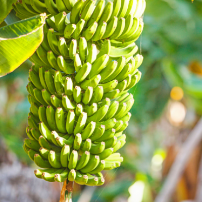 fresh agriculture products